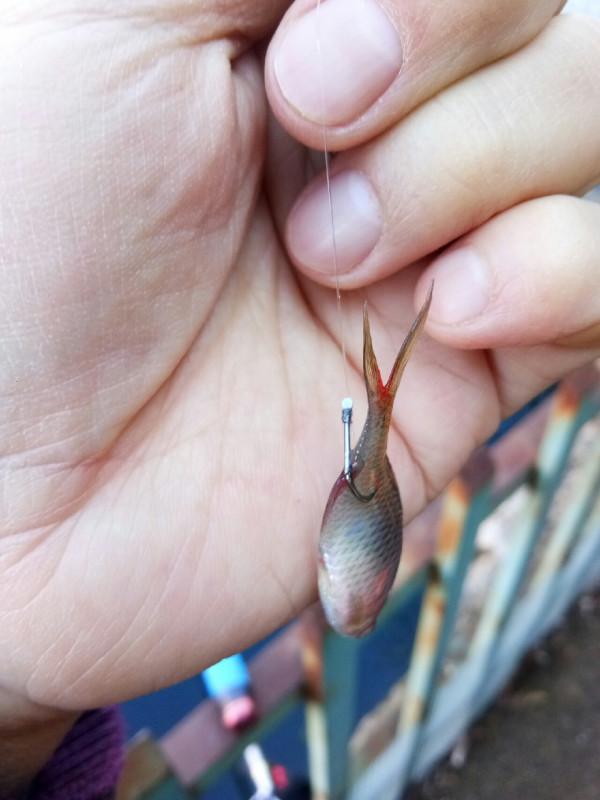 新年首釣的快樂，無非是真“打龜”了