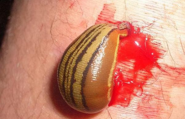 1942年3萬遠征軍慘死野人山，僅有一名女兵倖存，她經歷了什麼？