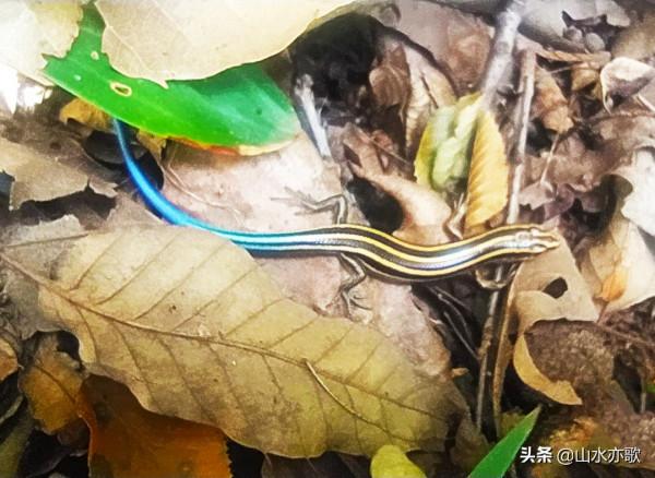 石家莊井陘錦山，雲鎖群山、霧漫叢林，雲橋飛渡，一顆橡果落下來