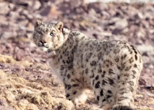 中國“最窮”的動物園 在中國最高的地方