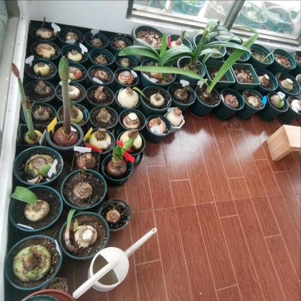 7種“富貴花”，平時一般般，過年才開花，擺家裡，好運連連