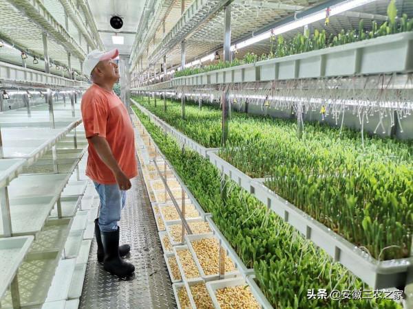 水培牧草的轉化率是95%,飼餵牛羊有哪些好處?很多人還不知道呢 水培牧草的轉化率是95%,飼餵牛羊有哪些好處?很多人還不知道呢