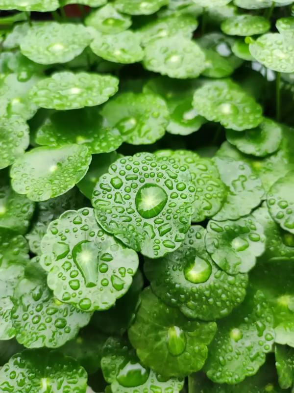 適合懶人養的10種花，挑一盆過年養，陽臺變花園