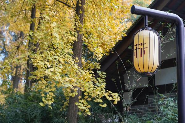 千年銀杏今猶在，不見當年蘇東坡