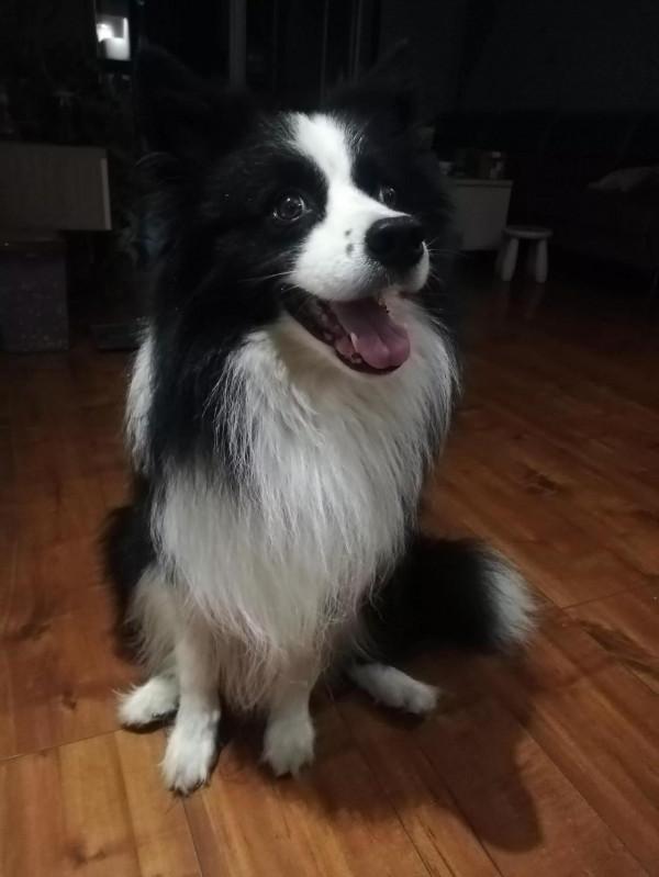 邊牧變臉有多快