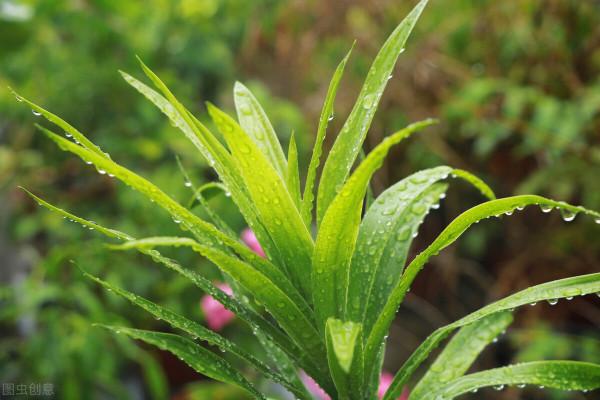 太實用了！45種常見植物養殖方法大全