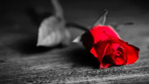 我的家庭裡面有一名精神病患者，從患病期間到治癒的過程