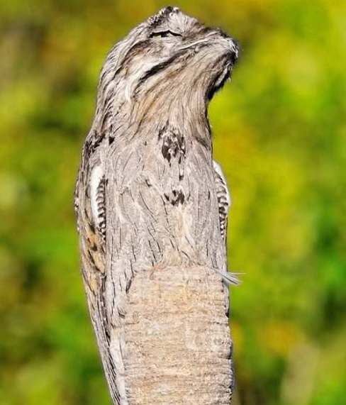 林鴟鳥和大麻鳽是真的能偽裝，不仔細看，都發現不了它們