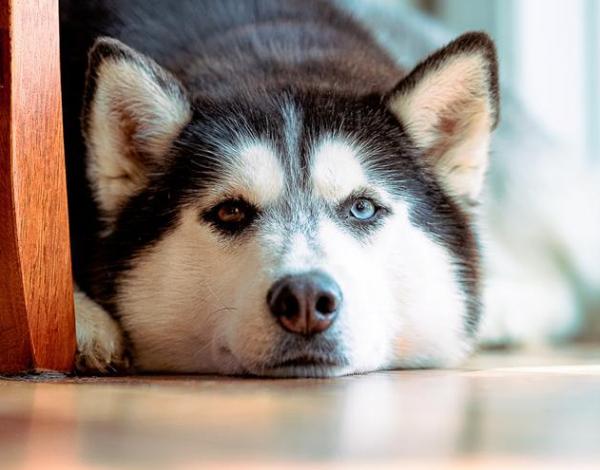 這些狗狗如果“被打”,可能會記恨你一輩子,打罵須謹慎 這些狗狗如果“被打”,可能會記恨你一輩子,打罵須謹慎