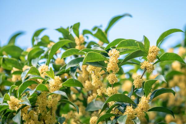 家裡養這8種“香香花”，芳香又殺菌，越養越健康