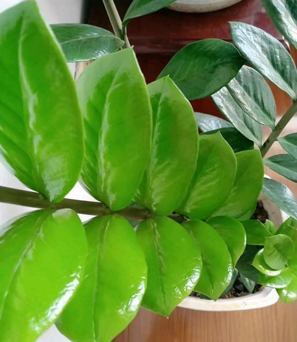 8種“吉祥花”,客廳養一盆,高貴又大氣,養人又“旺家” 8種“吉祥花”,客廳養一盆,高貴又大氣,養人又“旺家”