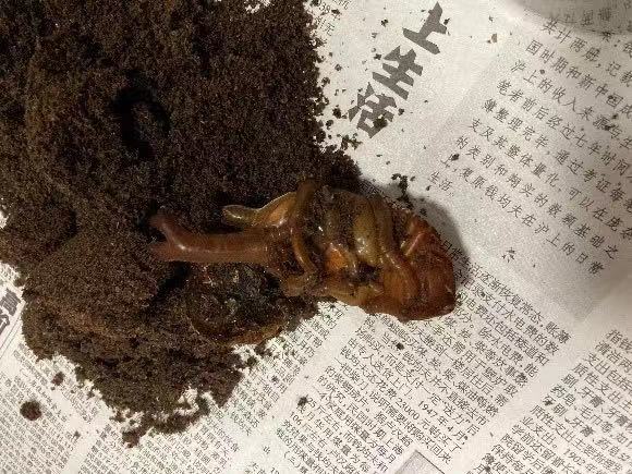 和孩子一起讀書,養昆蟲,認識大自然 和孩子一起讀書,養昆蟲,認識大自然