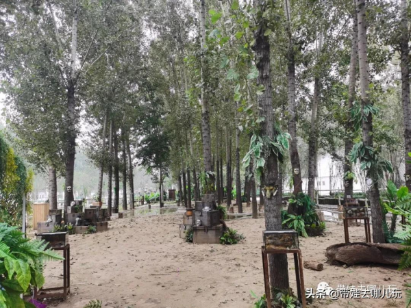 北京新開一家動物園,可以和老虎共進午餐 北京新開一家動物園,可以和老虎共進午餐
