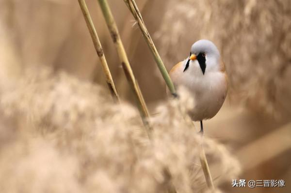 幾經周折，多次尋找，今天終於心想事成