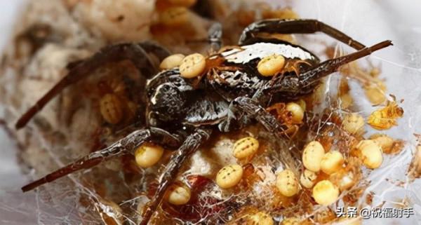 毒蜘蛛-五毒之——蜘蛛毒液,你應該瞭解的毒性知識(一)習性篇 毒蜘蛛-五毒之——蜘蛛毒液,你應該瞭解的毒性知識(一)習性篇