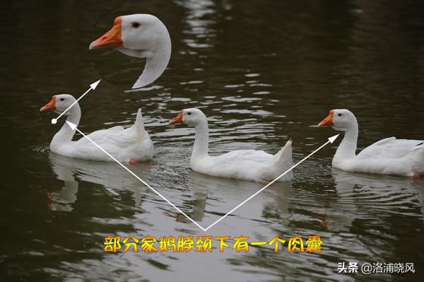 家鵝與天鵝是近親嗎？兼談家鵝與天鵝的區別