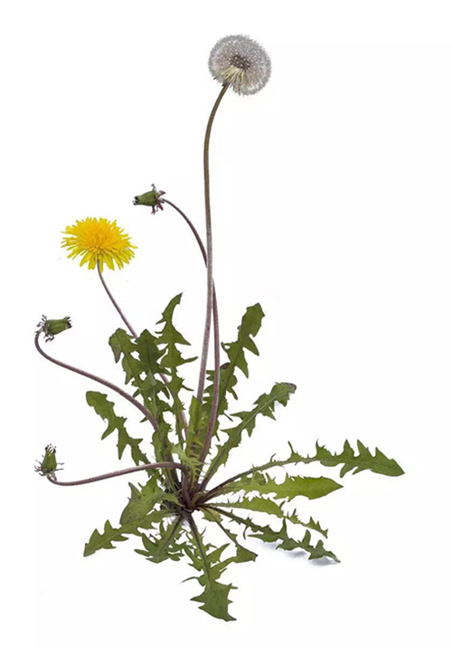 扶正消毒飲——治療痘痘、瘡家的重要方劑