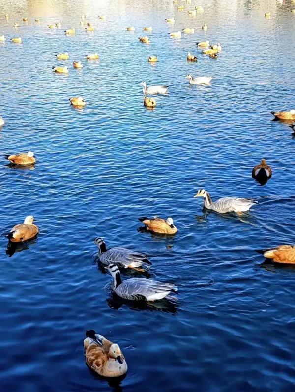 西藏愛心社—宗角祿康公園 西藏愛心社—宗角祿康公園