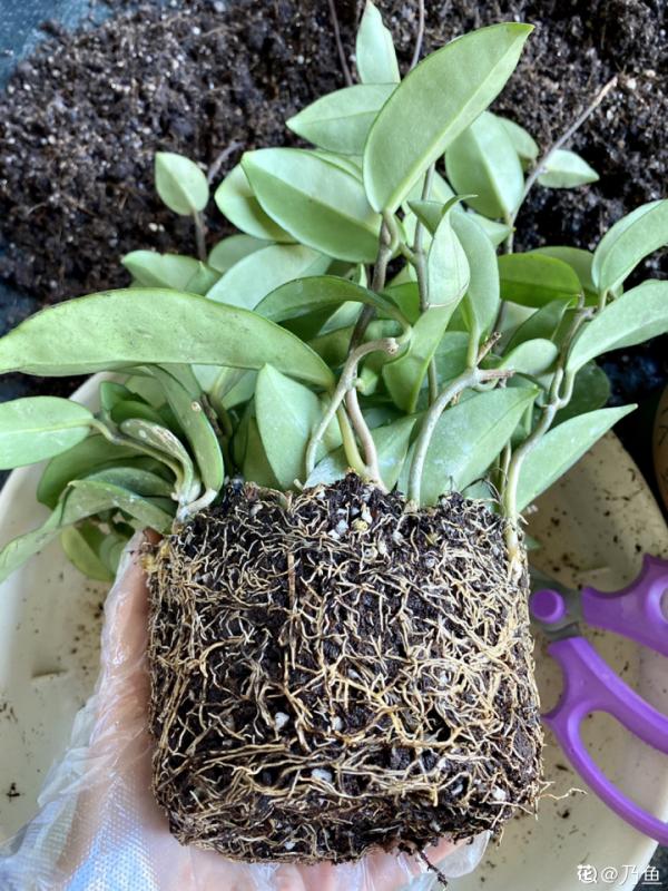 注意!花盆要是太深,養花要注意,很容易爛根 注意!花盆要是太深,養花要注意,很容易爛根