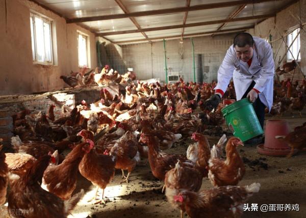 老獸醫：桑葉煮水+蜂蜜，方法簡單，一招去除養雞人3大煩惱