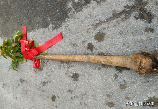 6種花怕水易爛根，需用小盆“擠著養”，輕鬆控水，根系旺易爆芽