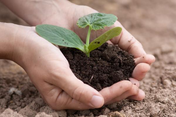 養花的土壤板結?加上4種東西,土壤疏鬆有勁,養啥都省心 養花的土壤板結?加上4種東西,土壤疏鬆有勁,養啥都省心