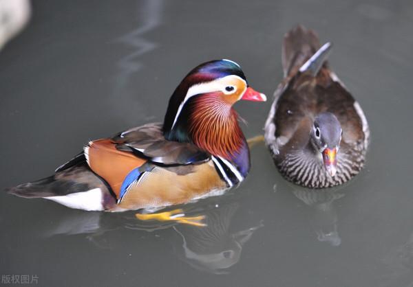 大自然之美——鴛鴦鳥