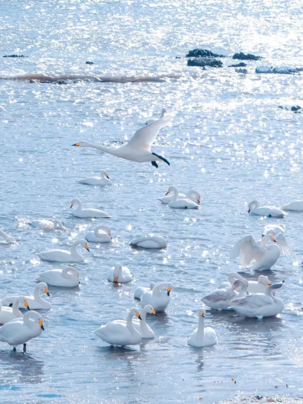 冬日精靈出沒山東！又是一年候鳥季，畫面美翻了！