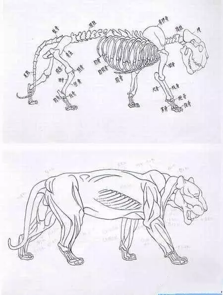 手把手教你畫出虎王圖，張大千立誓千金不畫與外人