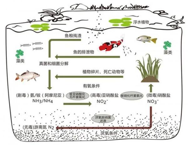 這些過濾的雷，你踩過嗎？走出過濾誤區，才能輕鬆養魚