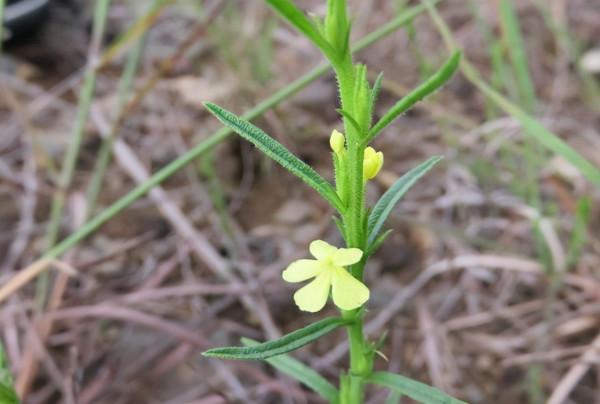 5種不起眼的植物,常被挖來賣錢,有的價值上萬一斤,要懂得識別 5種不起眼的植物,常被挖來賣錢,有的價值上萬一斤,要懂得識別
