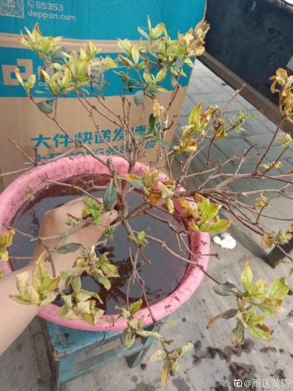 黃葉、落葉、爛根…夏天的杜鵑,太難養了 黃葉、落葉、爛根…夏天的杜鵑,太難養了
