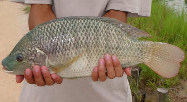 讓國人頭疼75年的羅非魚，因肉質粗糙遭嫌棄，為何美國大量進口？