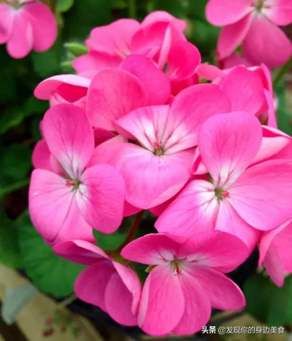 傲霜菊花奪人眼