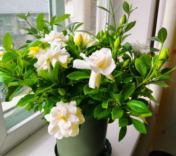 買梔子花如何區分“品質”?記住3點,買到合適的,才能年年開花 買梔子花如何區分“品質”?記住3點,買到合適的,才能年年開花