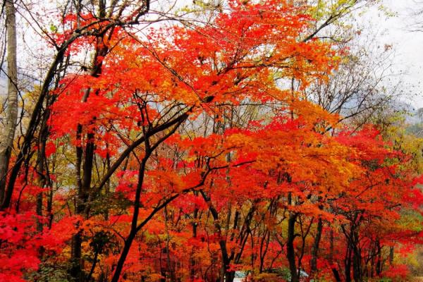 國慶賞秋該去哪?遼寧這6處景點千萬不能錯過,個個不輸北京香山 國慶賞秋該去哪?遼寧這6處景點千萬不能錯過,個個不輸北京香山