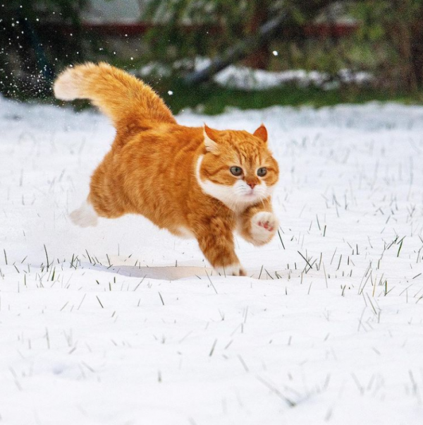 「雪中飛橘」再現江湖 戰鬥貓貓不畏寒「嗨到整球飛起來」：朕來也
