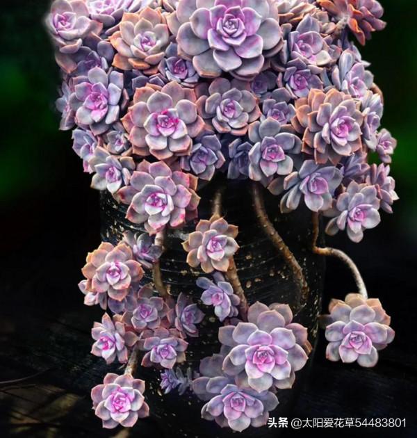 最愛多肉紫樂,好養殖易出狀態,非常容易爆盆 最愛多肉紫樂,好養殖易出狀態,非常容易爆盆