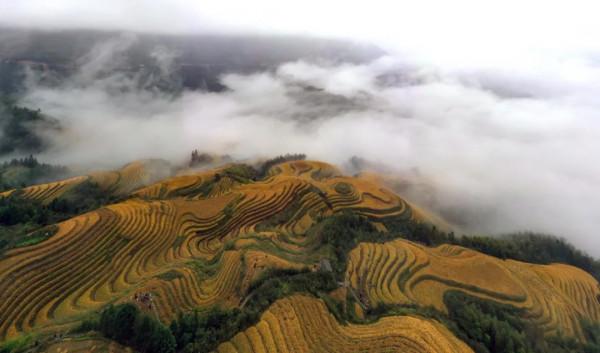廣西龍脊梯田:雨後雲霧如畫 廣西龍脊梯田:雨後雲霧如畫