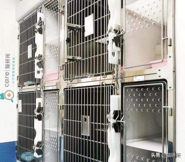 假期外出,如何給貓咪找靠譜寄養? 假期外出,如何給貓咪找靠譜寄養?