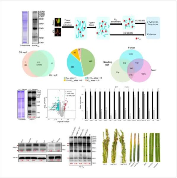 華中農大黃俊斌團隊報道二羥基異丁醯化調控稻曲病菌致病新機制 華中農大黃俊斌團隊報道二羥基異丁醯化調控稻曲病菌致病新機制