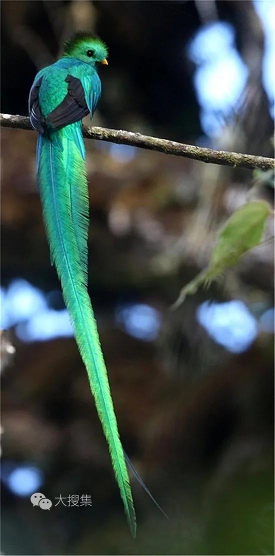 我們的星球上,動物的尾巴是最值得欣賞的,那就是鳥的美麗尾巴 我們的星球上,動物的尾巴是最值得欣賞的,那就是鳥的美麗尾巴
