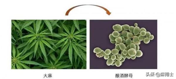 工業大麻的革命性賽道 工業大麻的革命性賽道