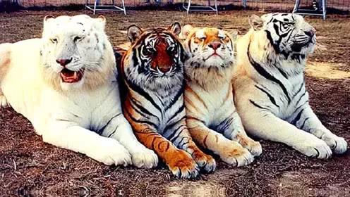 虎年縱覽老虎圖片、話老虎