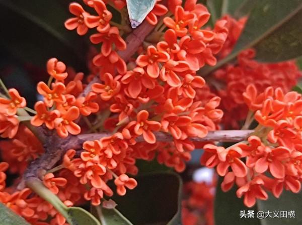 北方香氣濃郁的金桂，今年不僅爽約還發生了奇怪的變化，原因在此