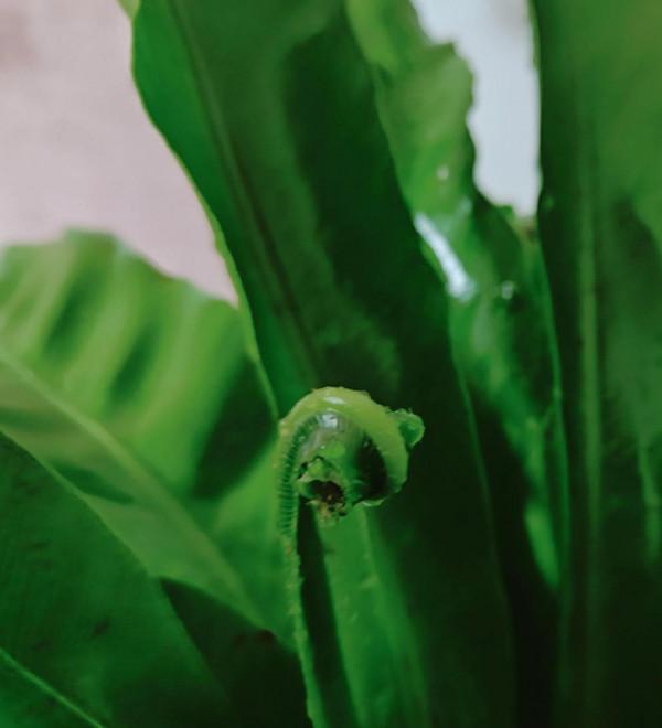 巢蕨綠植（原創——手機拍）