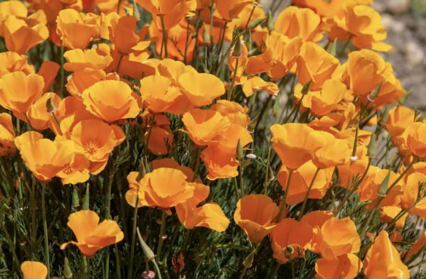 20種充滿活力的橙黃色花卉,來為你的生活注入快樂吧 20種充滿活力的橙黃色花卉,來為你的生活注入快樂吧