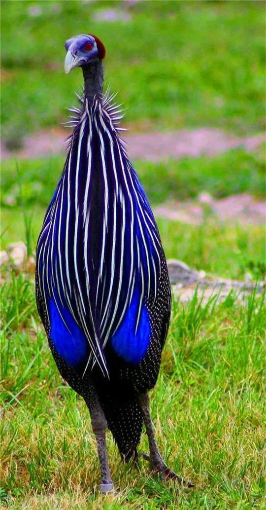 100幅美麗的鳥圖欣賞