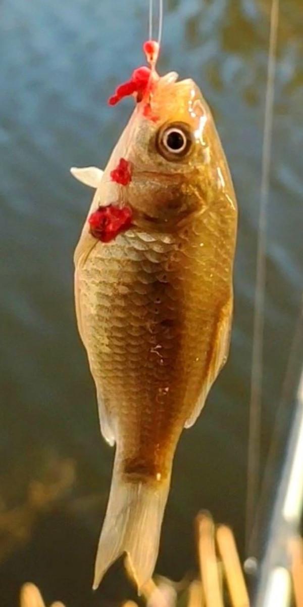 氣溫零下破冰垂釣,雙尾收杆漁獲爆盆 氣溫零下破冰垂釣,雙尾收杆漁獲爆盆