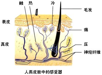 從醫學角度解析太極拳&OpenCurlyDoubleQuote;聽勁&rdquo;與&OpenCurlyDoubleQuote;化勁&rdquo;，這是太極拳最奧妙部分